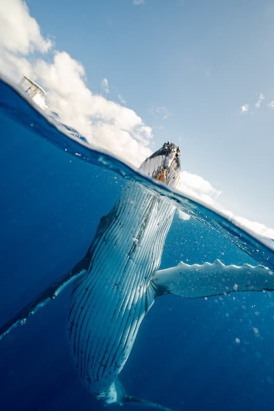 whale at sea