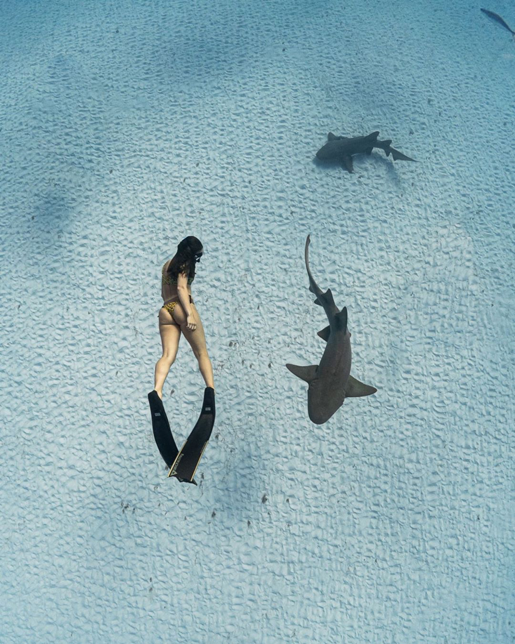 sofia gomez uribe freediving with sharks using alchemy v330 carbon fins