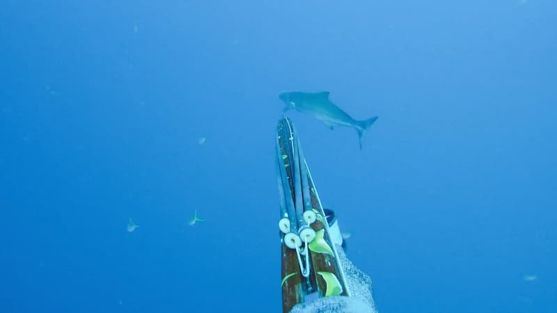 spearfishing_cobia_in_florida