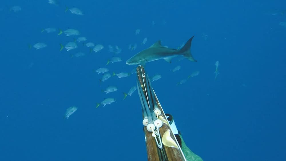 spearfishing_cobia_in_florida_2