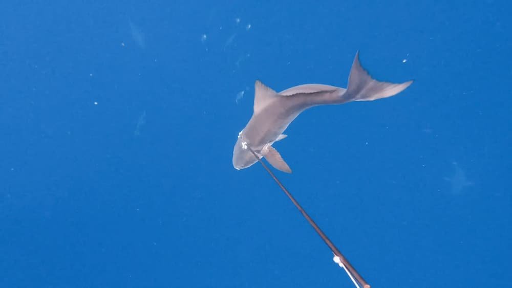 spearfishing_cobia_in_florida_3