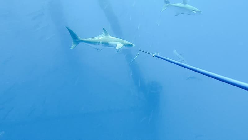 spearfishing_cobia_in_oil_rig