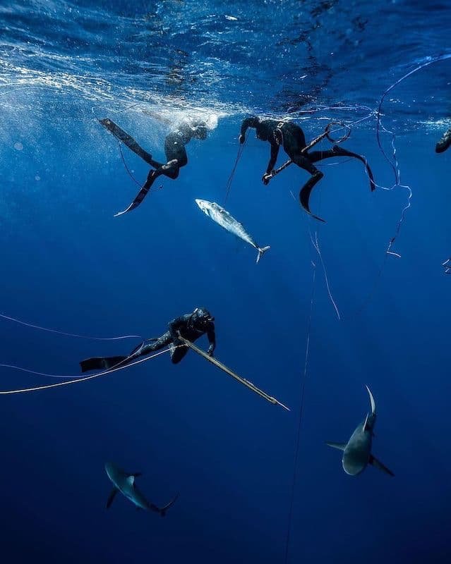 spearfishing_wahoo