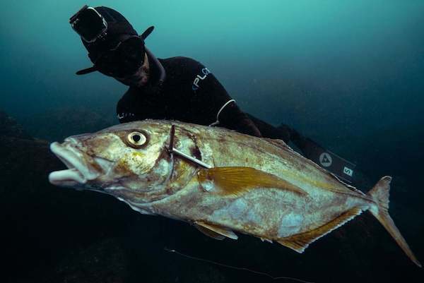 spearo holding a fish and wearing alchemy s30 carbon fins