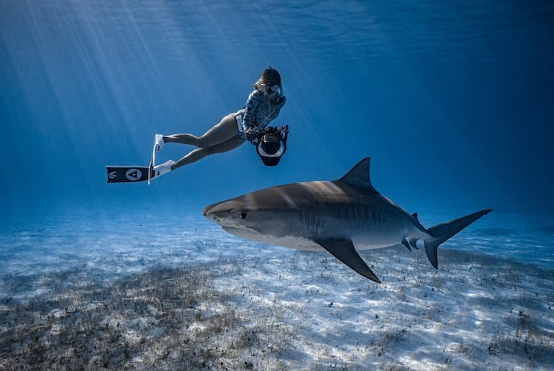 photo_of_a_shark_underwater-